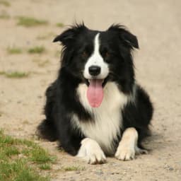 picture of lost chien Rocket