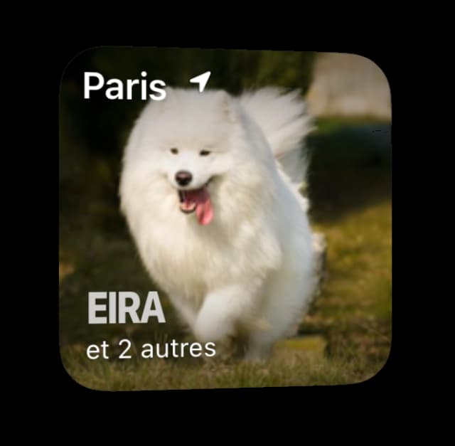 Widget chien perdu iOS Android