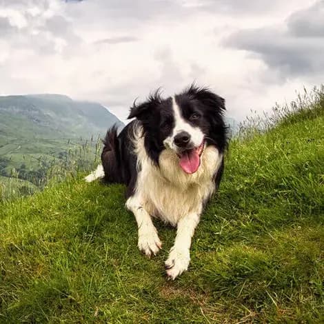 Une bénévole utilisant Animalert sur son téléphone pour signaler un animal
