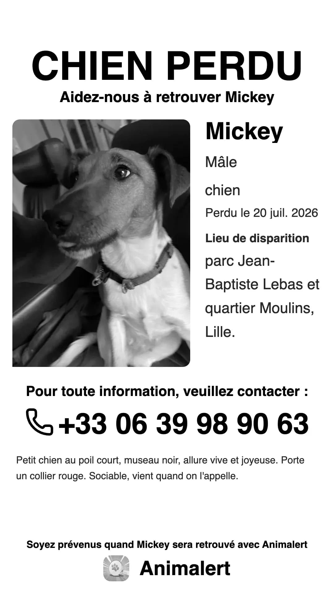 La même affiche de chien perdu en version noir et blanc, plus économique à imprimer : Mickey, perdu à Lille