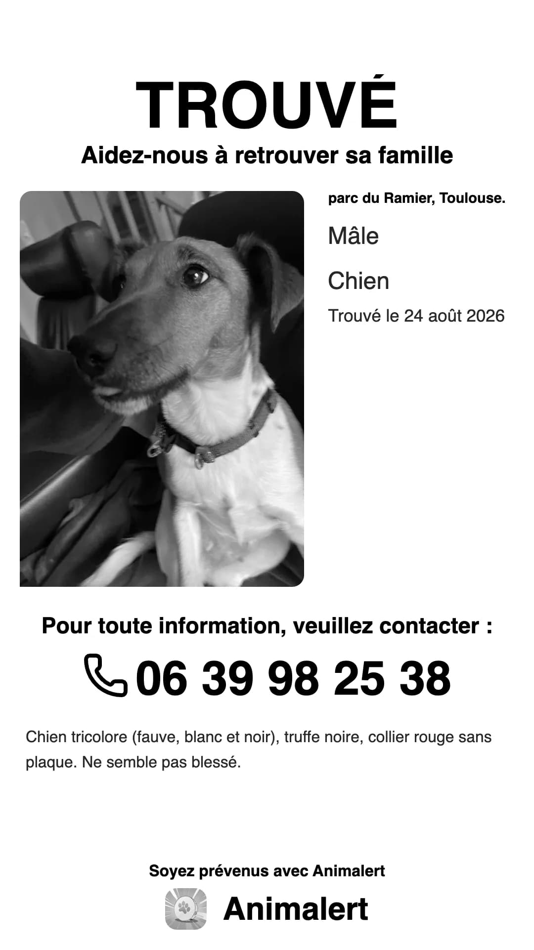 La même affiche de chien trouvé en version noir et blanc, plus économique à imprimer : trouvé à Toulouse