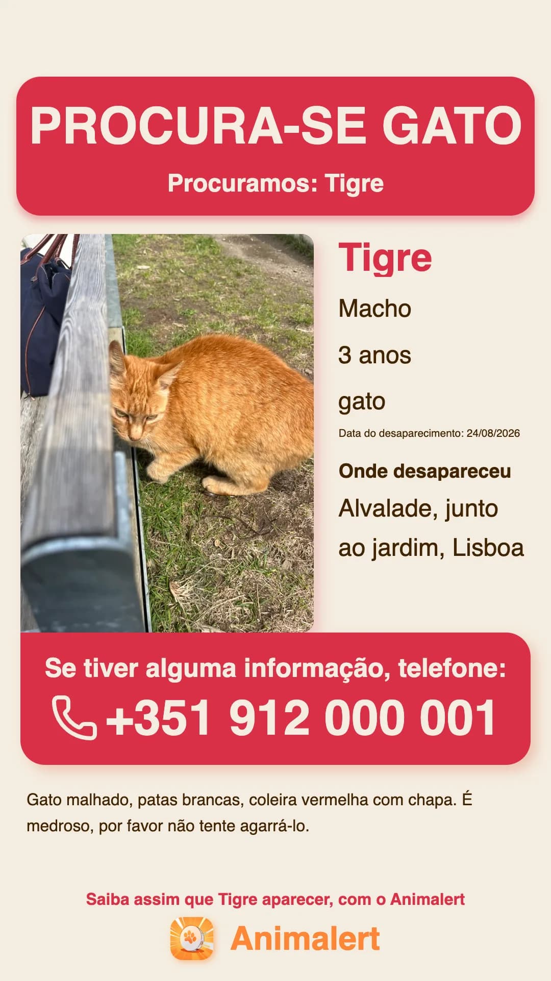 Cartaz de gato desaparecido para imprimir, exemplo de Lisboa