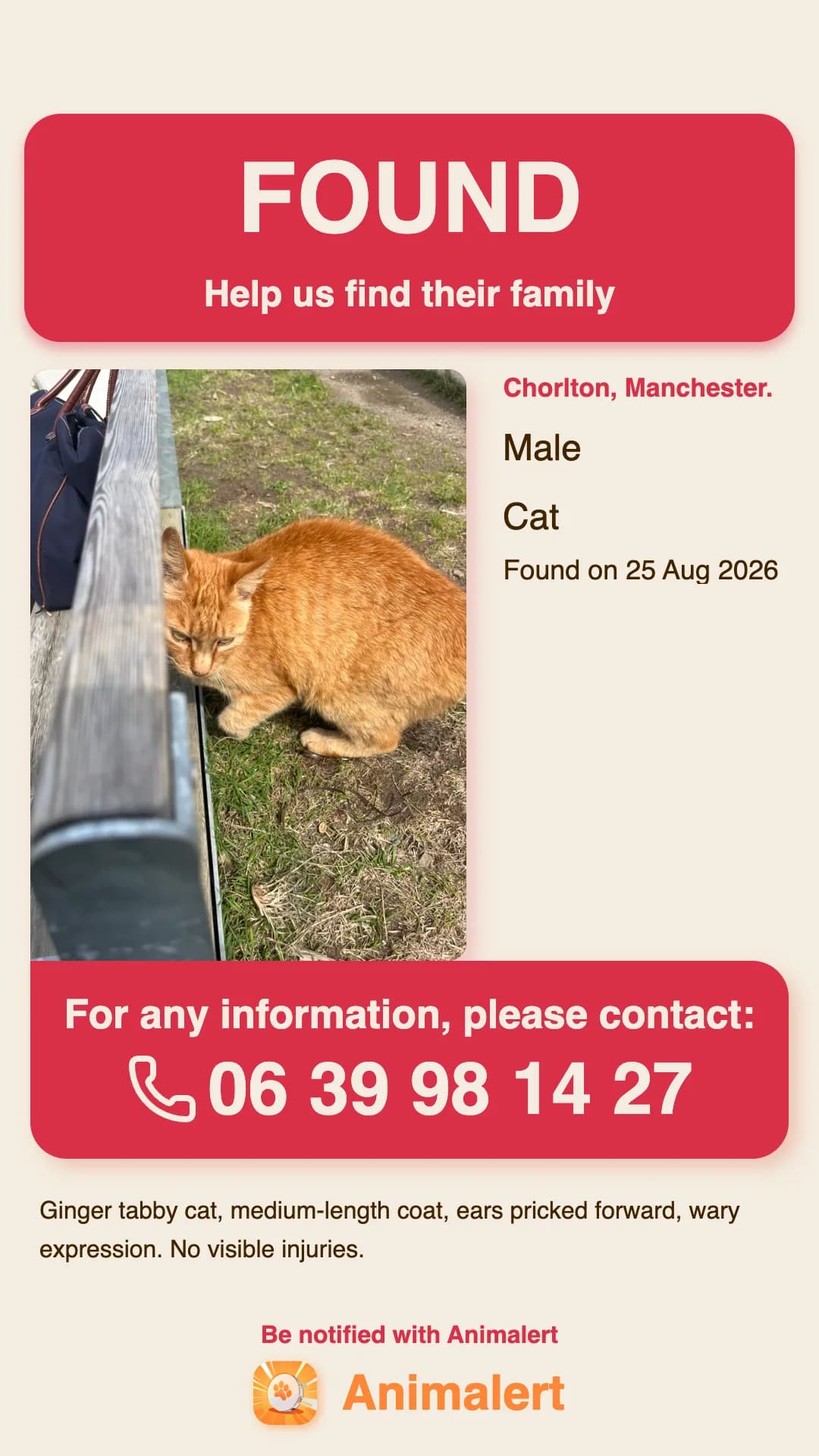 Example found-cat poster made with Animalert: ginger tabby cat found in Manchester, free colour template to print