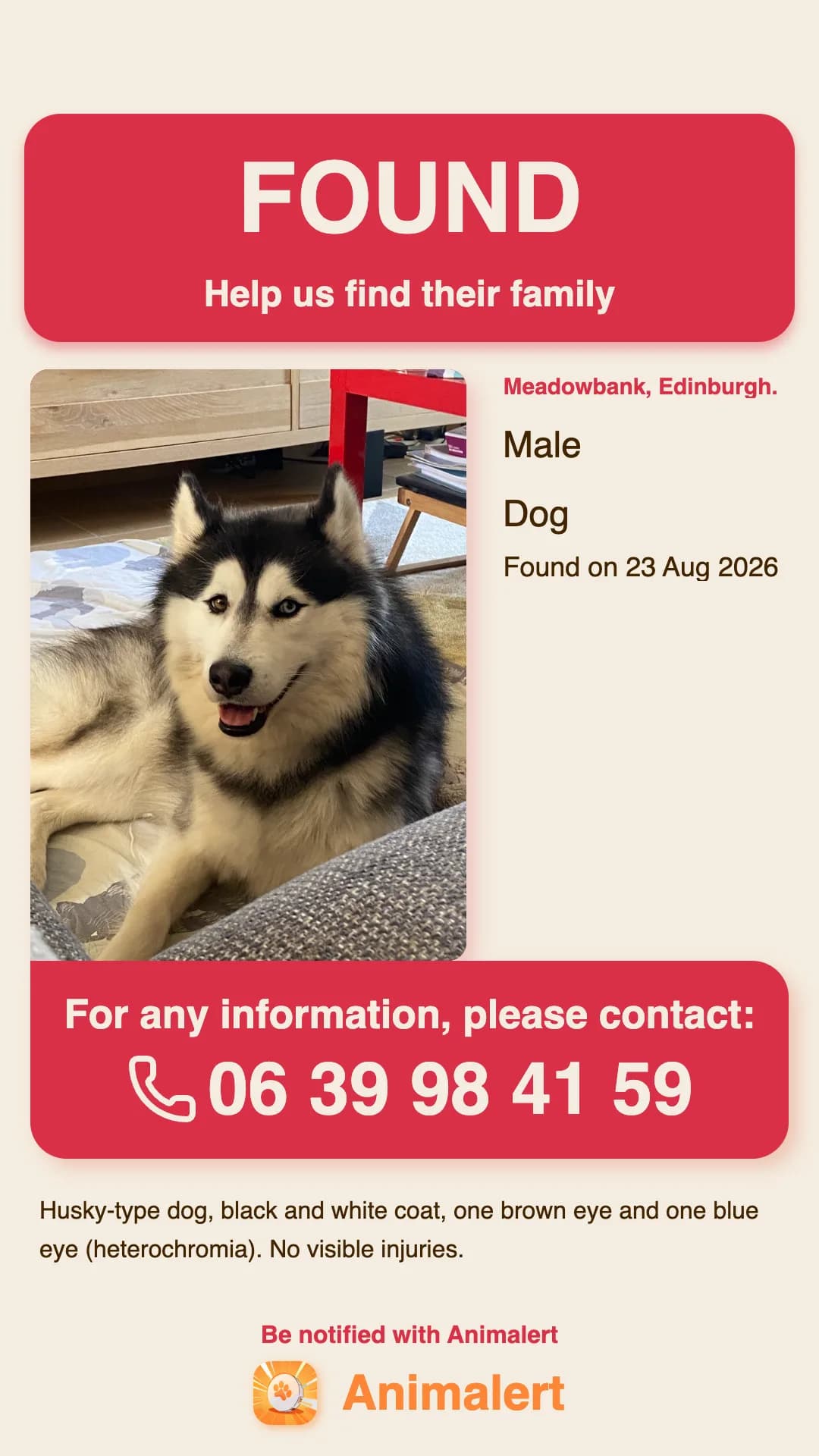 Printable found-dog poster: husky-type dog found in Edinburgh, free colour Animalert template