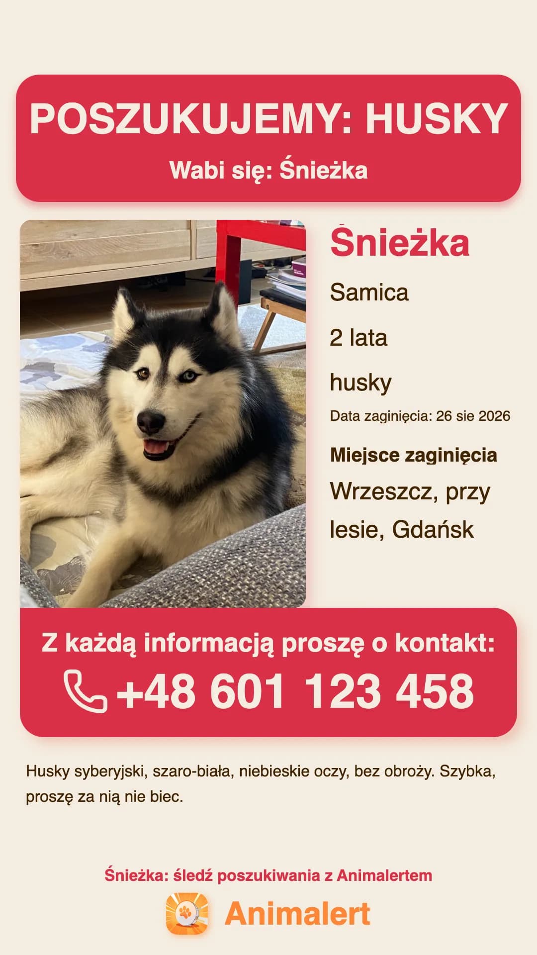Plakat o zaginionym husky do wydruku, przykład z Gdańska