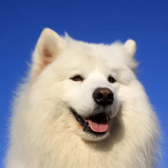 picture of lost chien Billie