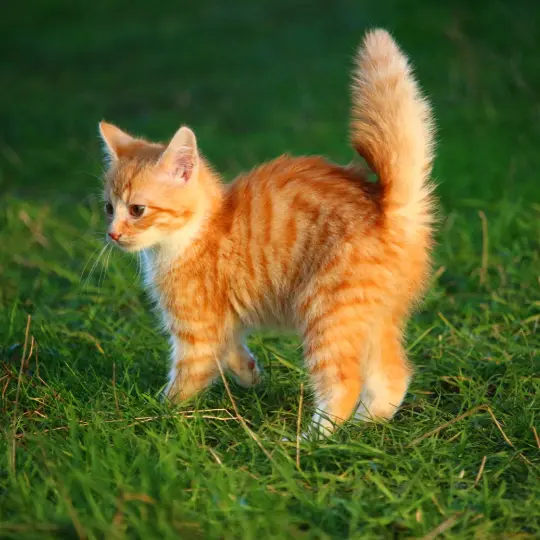 picture of lost chat Minnie